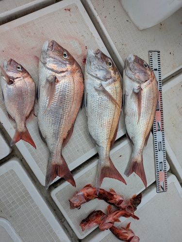 タイの釣果