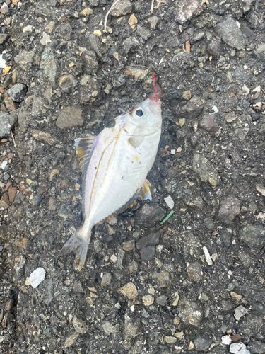 ヒイラギの釣果