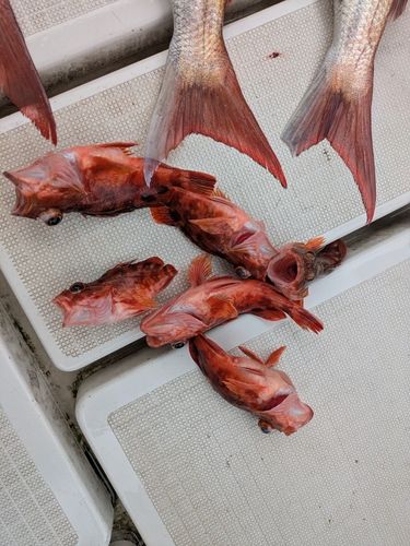 アラカブの釣果