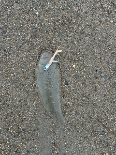 クロウシノシタの釣果