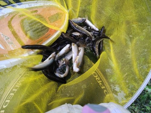 アユの釣果