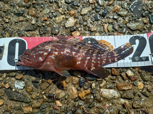 アコウの釣果