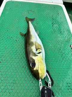 シロサバフグの釣果