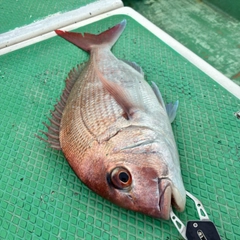 シロサバフグの釣果