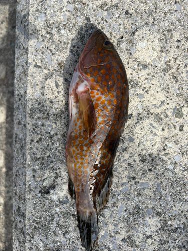 アコウの釣果