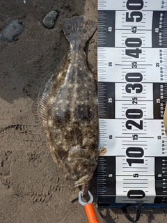 ヒラメの釣果