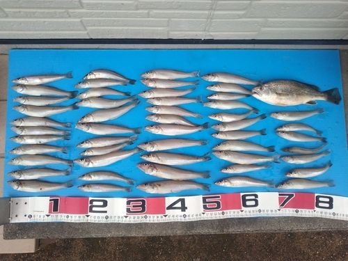 シロギスの釣果