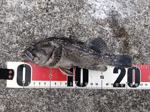 クロソイの釣果