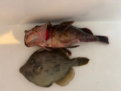 カワハギの釣果