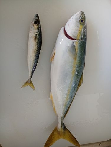 ワラサの釣果
