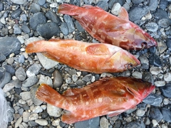 アカハタの釣果