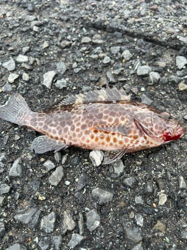 オオモンハタの釣果