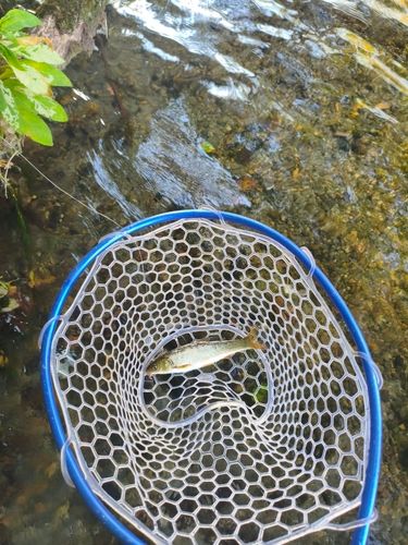 ウグイの釣果