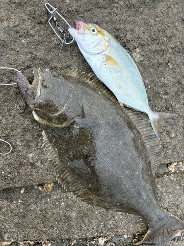 ヒラメの釣果