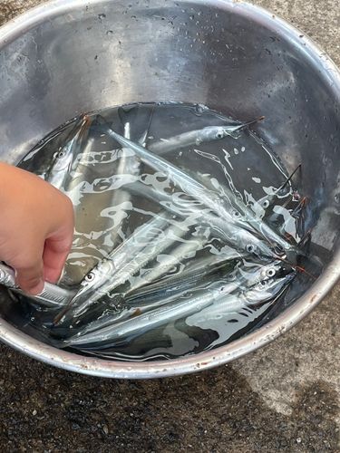 サヨリの釣果