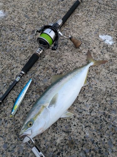 イナダの釣果