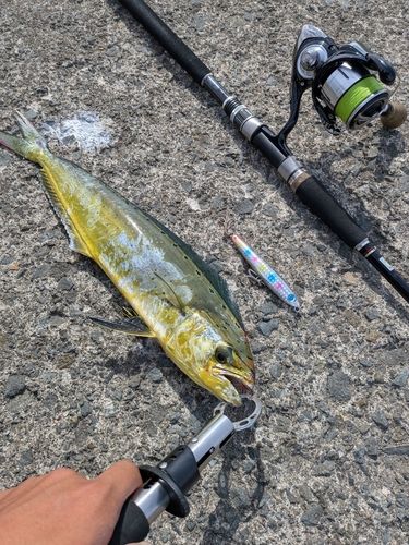 シイラの釣果