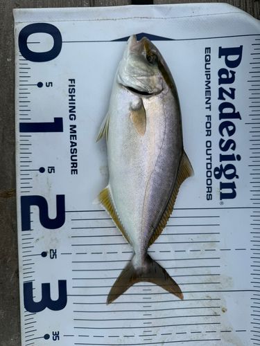 ショゴの釣果