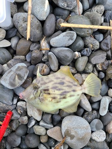 カワハギの釣果