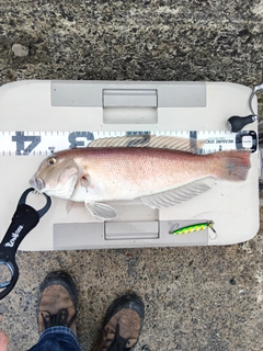 シロアマダイの釣果