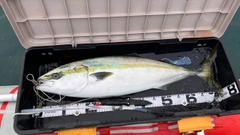 ブリの釣果