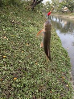 オイカワの釣果
