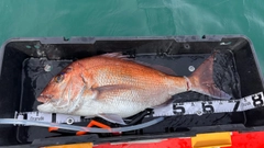 マダイの釣果