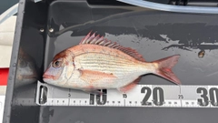 マダイの釣果