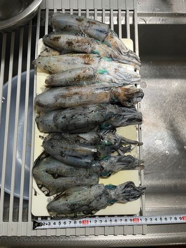 アオリイカの釣果