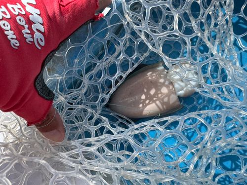 コウイカの釣果