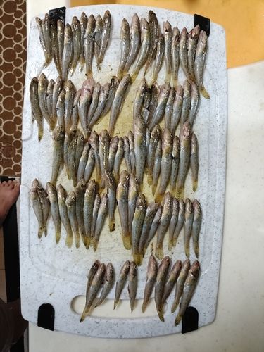 マハゼの釣果