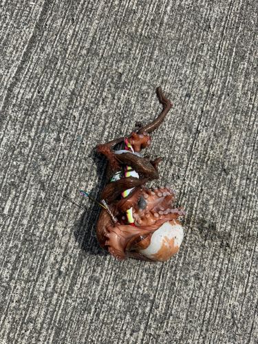 タコの釣果