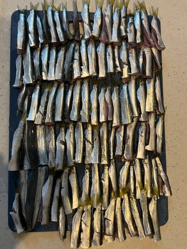 サッパの釣果