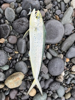 シイラの釣果