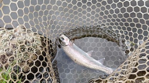 レインボートラウトの釣果