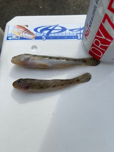 ハゼの釣果