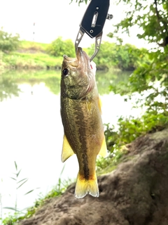 ラージマウスバスの釣果