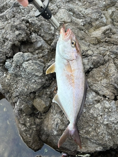 ショゴの釣果