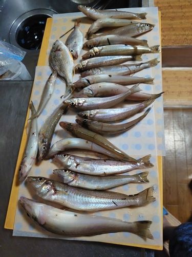 シロギスの釣果