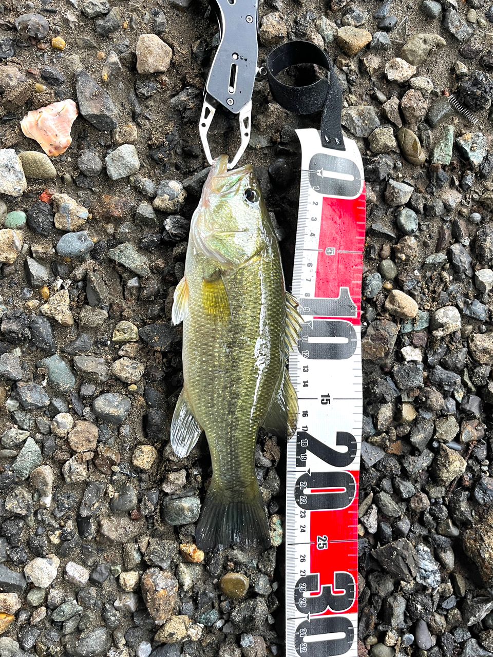 SHIMANO 20ゾディアス 264ML-2の最安値・インプレ・釣果 | 本音の