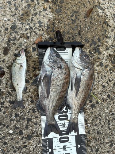 チヌの釣果