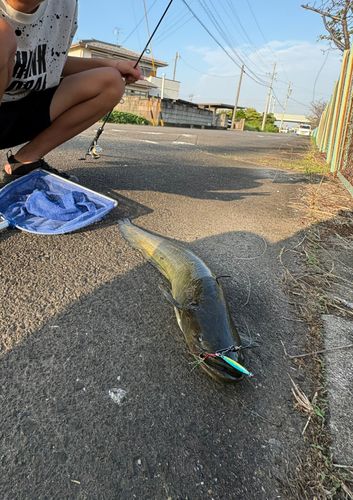 マナマズの釣果