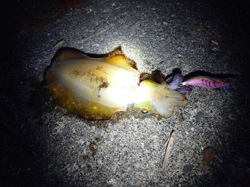 アオリイカの釣果