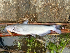 アメリカナマズの釣果