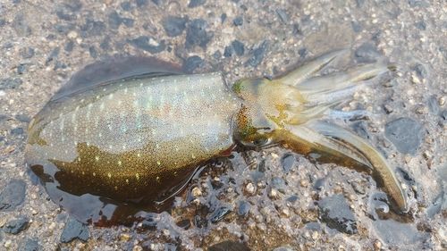 アオリイカの釣果