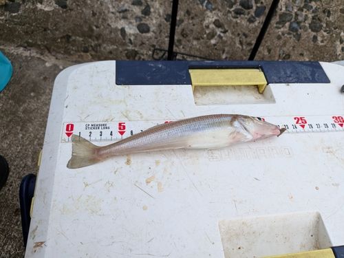 シロギスの釣果