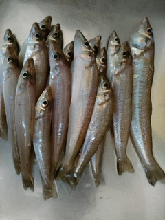 キスの釣果