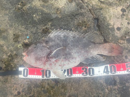 ブダイの釣果