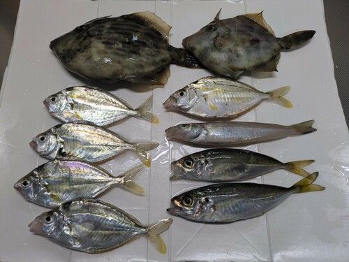カワハギの釣果