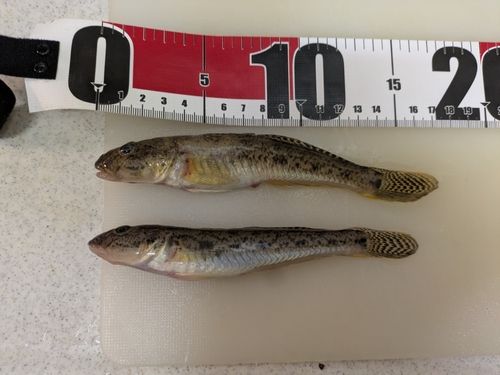 マハゼの釣果